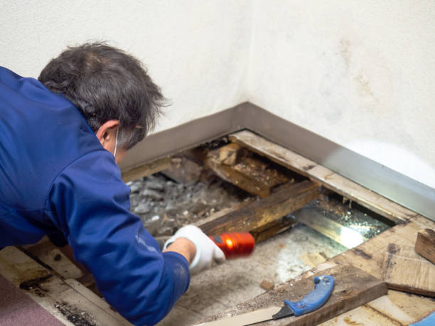 Trusted Taos, MO Mold Removal Experts