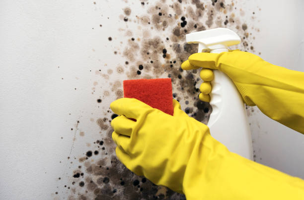 Mold Testing and Removal in Taos, MO
