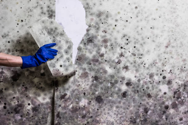 Office Mold Removal Services in Taos, MO