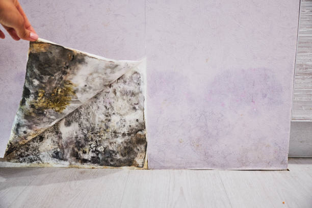 Best Mold Remediation Services  in Taos, MO